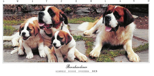 [7945369] Postcards Pano 45369 chiens St-Bernard 