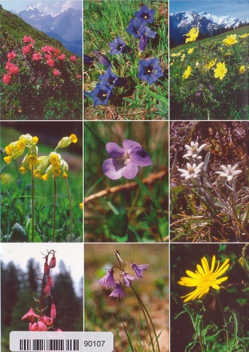 [6190107] Postcards 90107 Alpenblumen