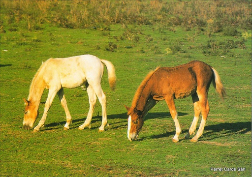 [Horse8] Postcards Horse8 (17 x Fr. 1.- Liq.) Chevaux