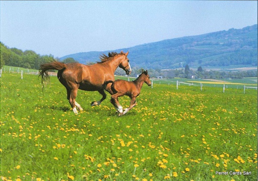 [8900325] Postcards 00325 Chevaux