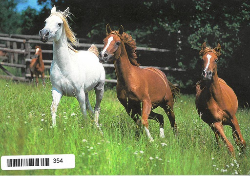 [8900354] Postcards 00354 Chevaux