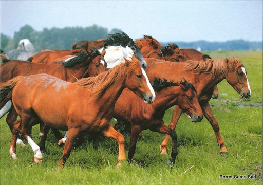 [00354N145] Postcards 00354 Chevaux demi-sang hongrois