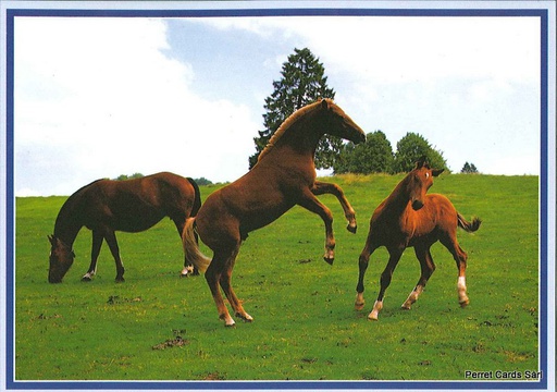 [1020268] Postcards 20268 Chevaux