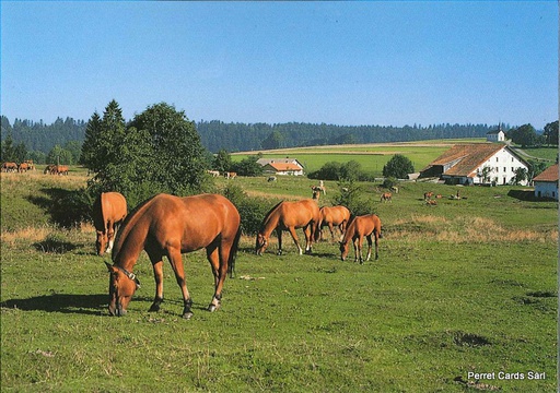 [1020526] Postcards 20526 Chevaux aux pâturages des Fr.-Montagnes