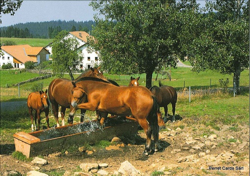 [1020545] Postcards 20545 Chevaux (Noblesse du cheval franc-montagnard)