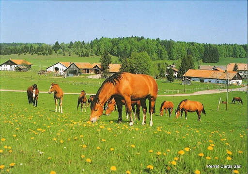 [1020546] Postcards 20546 Franches-Montagnes (chevaux aux pâturages)