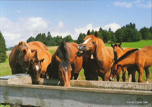 [1020717] Postcards 20717 Franches-Montagnes (chevaux aux pâturages)