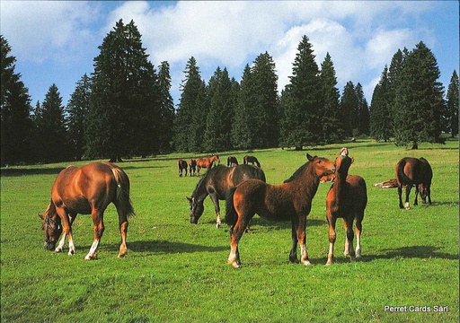 [1021076] Postcards 21076 Chevaux (Pâturages des Franches-Montagnes)