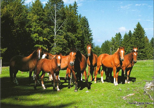 [1022174] Postcards 22174 Chevaux aux pâturages des Fr.-Montagnes