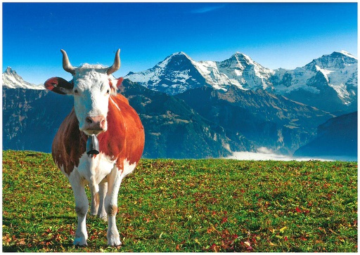 [1027273] Postcards 27273 Vache (Oberland bernois)