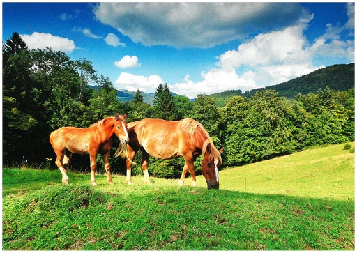 [1027553] Postcards 27553 Chevaux (Fr.-Montagnes)