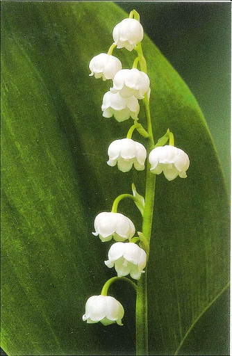 [MN-BL P60053_Liq.] Mini Blanco Liquidation Muguet