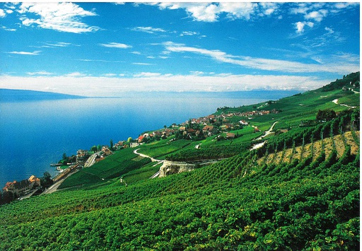 [8740082] Postcards 12x17 40082  Rivaz VD (Lavaux)